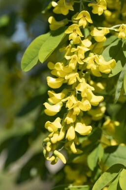 Aubour Laburnum anagyroides arbuste Laburnum anagyroides arbuste