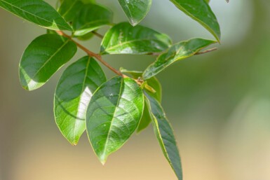 Lilas des indes Lagerstroemia indica arbuste Lagerstroemia indica arbuste