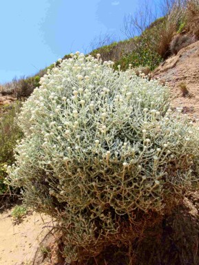 Plante argentée Leucophyta brownii arbuste Leucophyta brownii arbuste
