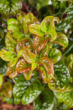 Leucothoe en épi Leucothoe axillaris 'Curly Red' arbuste Leucothoe axillaris 'Curly Red' arbuste