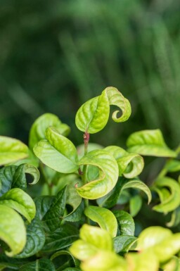 Leucothoe en épi Leucothoe axillaris 'Curly Red' arbuste Leucothoe axillaris 'Curly Red' arbuste