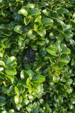 Troène du japon Ligustrum japonicum 'Rotundifolium' arbuste Ligustrum japonicum 'Rotundifolium' arbuste