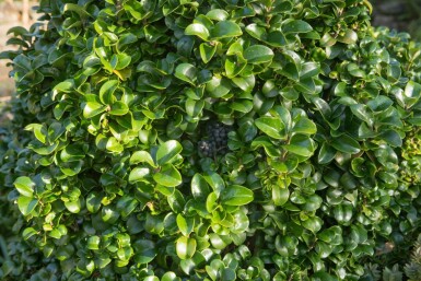 Troène du japon Ligustrum japonicum 'Rotundifolium' arbuste Ligustrum japonicum 'Rotundifolium' arbuste