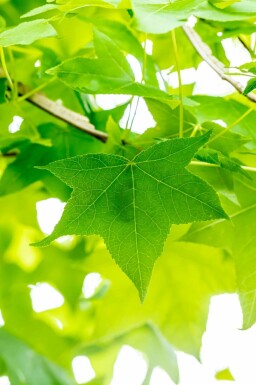 Liquidambar Liquidambar styraciflua arbuste Liquidambar styraciflua