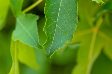 Liquidambar Liquidambar styraciflua 'Gum Ball' arbuste Liquidambar styraciflua 'Gum Ball'