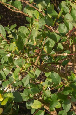 Chèvrefeuille parfumé Lonicera purpusii 'Winter Beauty' arbuste Lonicera purpusii 'Winter Beauty' arbuste