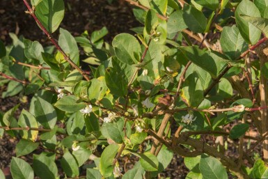 Chèvrefeuille parfumé Lonicera purpusii 'Winter Beauty' arbuste Lonicera purpusii 'Winter Beauty' arbuste