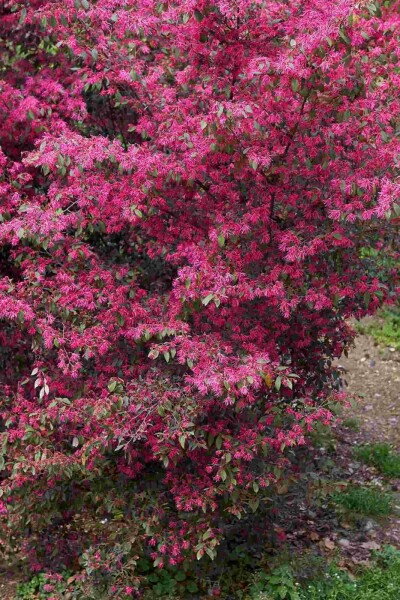 Loropétale de chine Loropetalum chinense arbuste Loropetalum chinense arbuste