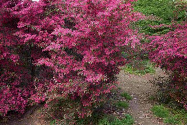 Loropétale de chine Loropetalum chinense arbuste Loropetalum chinense arbuste