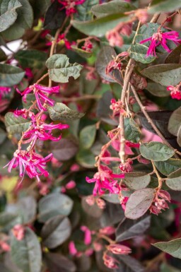 Loropétale de chine Loropetalum chinense 'Black Pearl' arbuste Loropetalum chinense 'Black Pearl' arbuste