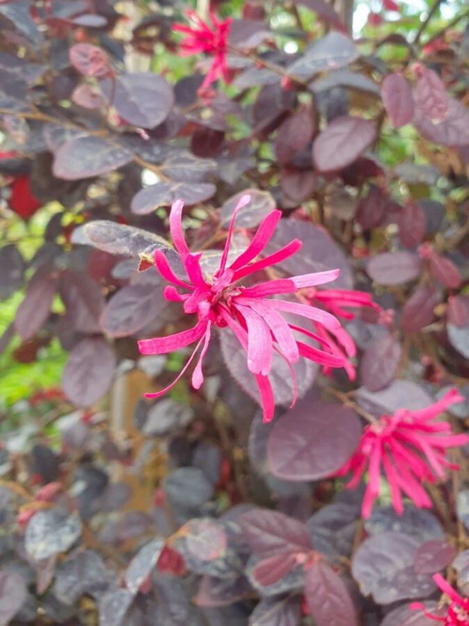 Loropétale de chine Loropetalum chinense 'Black Pearl' arbuste Loropetalum chinense 'Black Pearl' arbuste