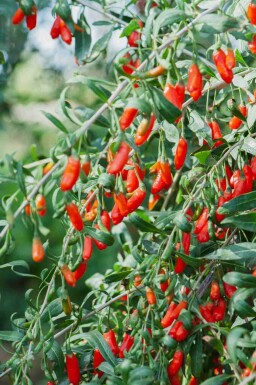 Baie de goji Lycium barbarum arbuste Lycium barbarum arbuste