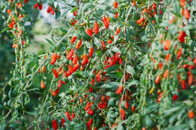 Baie de goji Lycium barbarum arbuste Lycium barbarum arbuste