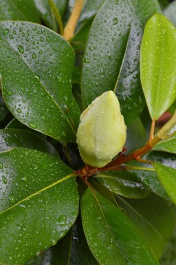 Magnolia Magnolia grandiflora 'Gallissoniere' arbuste Magnolia grandiflora 'Gallissoniere' arbuste
