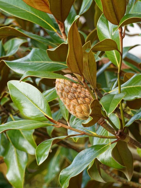 Magnolia à grandes fleurs Magnolia grandiflora 'Goliath' arbuste Magnolia grandiflora 'Goliath' arbuste