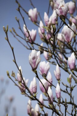 Magnolier Magnolia 'Heaven Scent' arbuste Magnolia 'Heaven Scent'