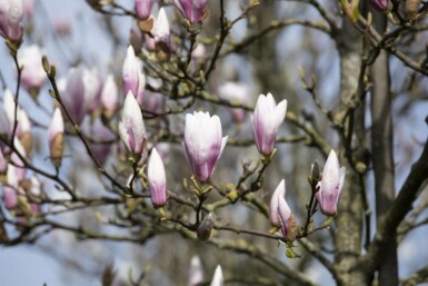 Magnolier Magnolia 'Heaven Scent' arbuste Magnolia 'Heaven Scent'