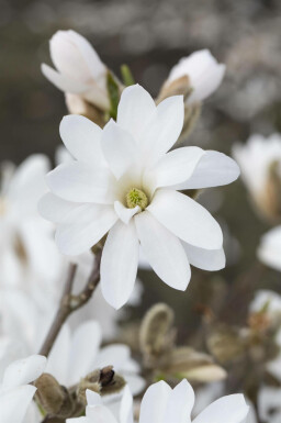 Magnolia étoilé Magnolia stellata 'Royal Star' arbuste Magnolia stellata 'Royal Star'