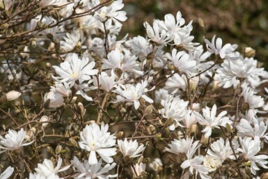 Magnolia étoilé Magnolia stellata 'Royal Star' arbuste Magnolia stellata 'Royal Star'