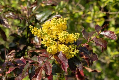 Mahonia aquifolium