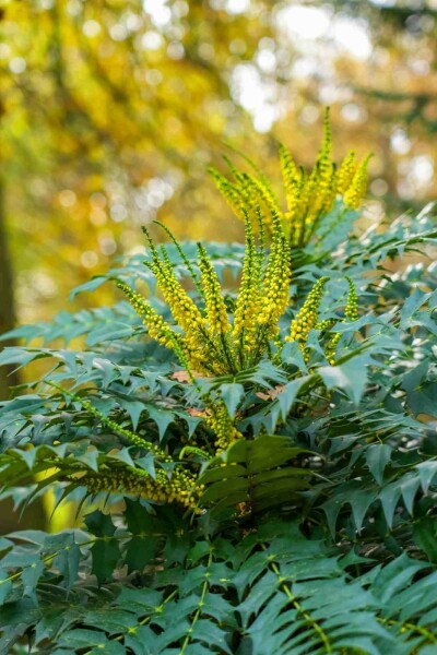 Mahonia Mahonia japonica arbuste Mahonia japonica arbuste