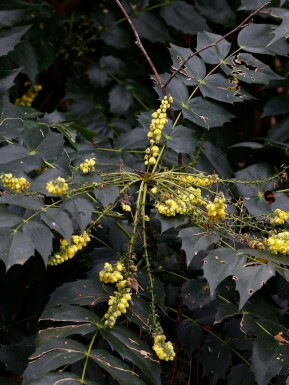 Mahonia du japon Mahonia japonica 'Hivernant' arbuste Mahonia japonica 'Hivernant'