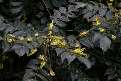 Mahonia du japon Mahonia japonica 'Hivernant' arbuste Mahonia japonica 'Hivernant'