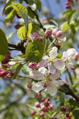 Pommier à fleurs Malus 'Evereste' arbuste Malus 'Evereste' arbuste