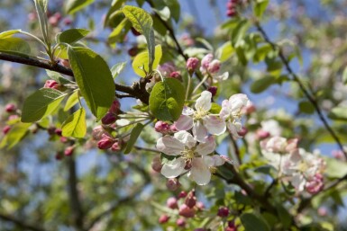 Pommier à fleurs Malus 'Evereste' arbuste Malus 'Evereste' arbuste