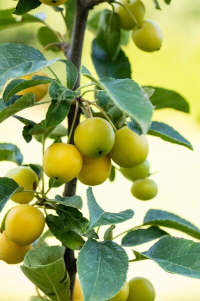 Pommier ornemental Malus 'Golden Hornet' arbuste Malus 'Golden Hornet' arbuste