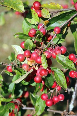 Pommier Malus 'Gorgeous' arbuste Malus 'Gorgeous' arbuste