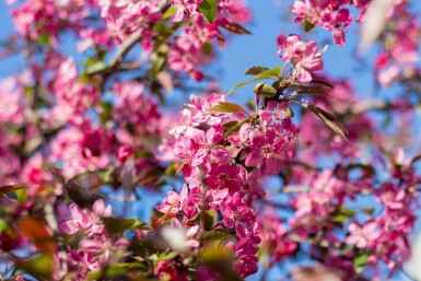 Pommier Malus 'Mokum' arbuste Malus 'Mokum' arbuste
