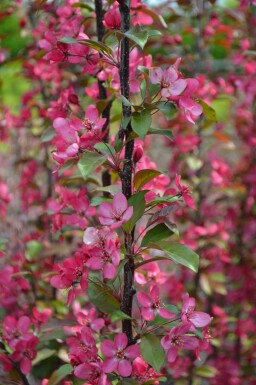 Malus toringo 'Scarlett'