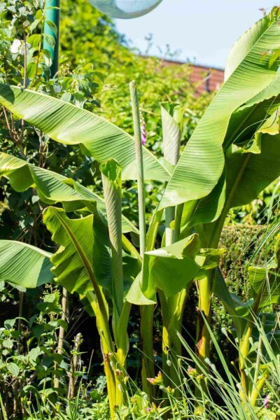 Musa basjoo