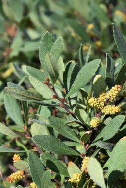 Myrte des marais Myrica gale arbuste Myrica gale arbuste