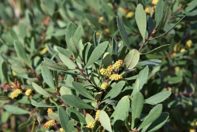 Myrte des marais Myrica gale arbuste Myrica gale arbuste