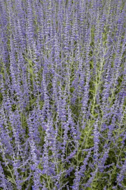 Perovskia Perovskia atriplicifolia arbuste Perovskia atriplicifolia arbuste