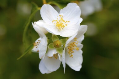 Seringat Philadelphus coronarius arbuste Philadelphus coronarius arbuste