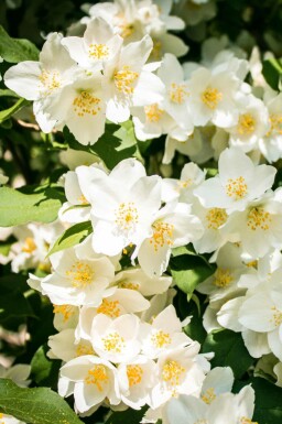 Seringat Philadelphus 'Lemoinei' arbuste Philadelphus 'Lemoinei'