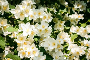 Seringat Philadelphus 'Lemoinei' arbuste Philadelphus 'Lemoinei'