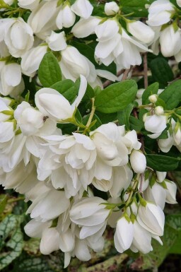 Seringat Philadelphus 'Snowbelle' arbuste Philadelphus 'Snowbelle' arbuste