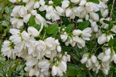 Seringat Philadelphus 'Snowbelle' arbuste Philadelphus 'Snowbelle' arbuste