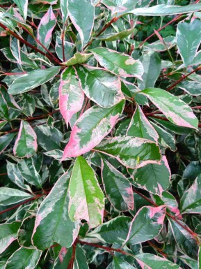 Photinia Photinia fraseri 'Pink Marble' arbuste Photinia fraseri 'Pink Marble' arbuste