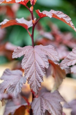 Physocarpus opulifolius 'Little Angel'