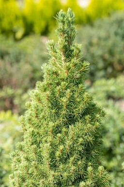 Épinette blanche Picea glauca 'Conica' arbuste Picea glauca 'Conica' arbuste