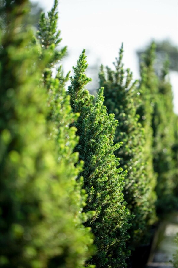 Épinette blanche Picea glauca 'Conica' arbuste Picea glauca 'Conica' arbuste