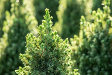 Épinette blanche Picea glauca 'Conica' arbuste Picea glauca 'Conica' arbuste