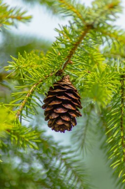 Épicéa de serbie Picea omorika arbuste Picea omorika arbuste