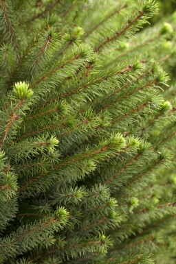 Épicéa de serbie Picea omorika arbuste Picea omorika arbuste