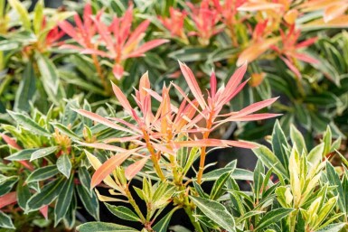 Andromède du japon Pieris japonica 'Flaming Silver' arbuste Pieris japonica 'Flaming Silver' arbuste